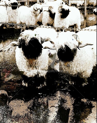 Sheep's